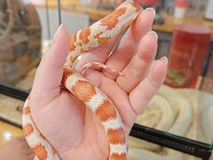 -吉丁鸟咖·异宠·寄养