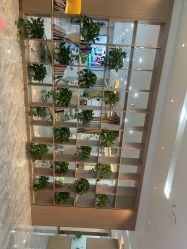 -碧莲盛·不剃发植发