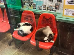 -猫咪博物馆(顶澳仔猫街店)