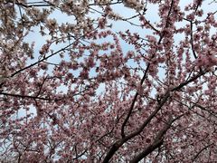 -桃花堤公园