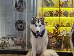 -Husky Go! 哈士奇体验馆·宠物咖啡厅狗咖