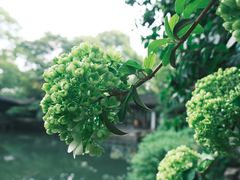 -惠山古镇·寄畅园