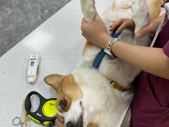 -美联众合爱康动物医院•复杂内科•肿瘤科•牙科•腔镜诊疗中心