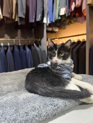 -ChenV西服礼服高级定制(市区养育巷店)