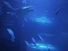 -太平洋海底世界