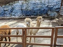 -栾川竹海野生动物园