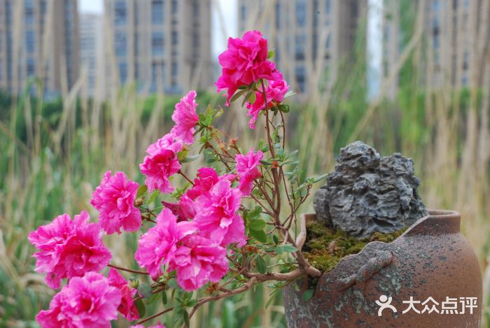 琴亭湖公园图片