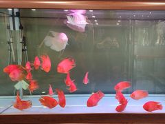 -老酒川菜坊(中山西路店)