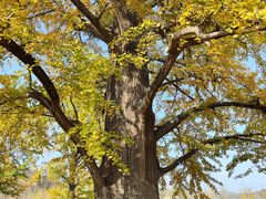 -千年银杏谷文化旅游区