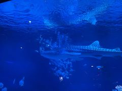 -烟台海昌鲸鲨海洋公园