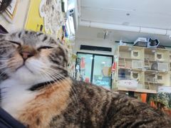 -平行世界·猫咖(首经贸店)