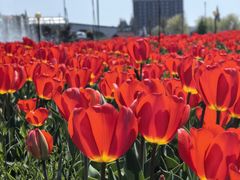 -荷兰花海