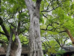 -上海醉白池公园