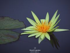 -国家植物园