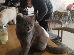 -平行世界·猫咖(首经贸店)