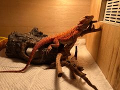 -立德动物医院·异宠·CT·鹦鹉(天河店)