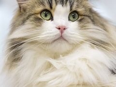 -柴迷FANS CLUB·柴犬狗咖·猫咖