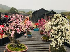 -香雪海