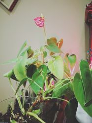 -轩舞汇·爵士舞街舞训练营