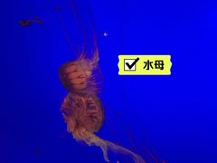 -上海海洋水族馆