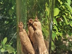 -广州神农草堂中医药博物馆