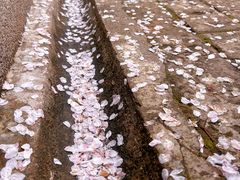 -武汉大学-樱园