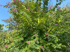 -北海市海滨公园