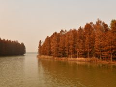 -上海海湾国家森林公园