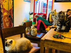 -李小姐の猫咖啡馆(五角场店)