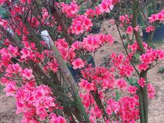 -都江堰玫瑰花溪谷