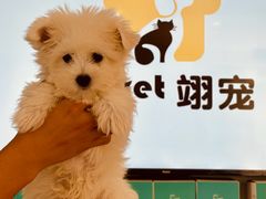 -翊宠yipet猫狗购宠庄园犬舍•猫舍