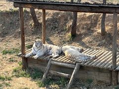 -石家庄市动物园