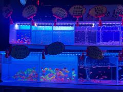 -中环花鸟鱼虫市场