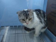 -十年猫舍·猫咪专门店(普陀店)