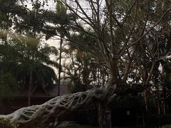 -瑞丽独树成林风景区