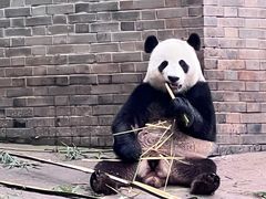 -都江堰中华大熊猫苑