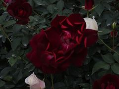 -人民公园(罗湖区)