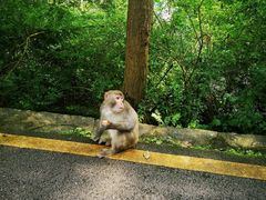 -黔灵山公园