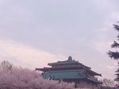 -武汉大学-樱园