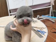 -鑫艺宠物美容培训学校