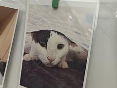 -瑞派康怡24h宠物医院·犬猫医疗中心·微创绝育(瑞景分院)