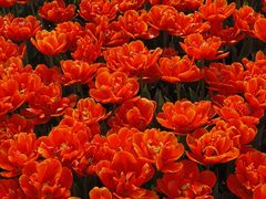 -玄武湖景区-情侣园游乐场