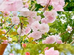 -观澜湖生态运动公社