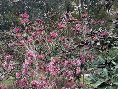 -中国科学院西双版纳热带植物园