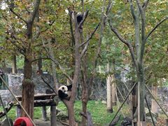 -都江堰中华大熊猫苑