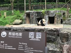 -都江堰中华大熊猫苑
