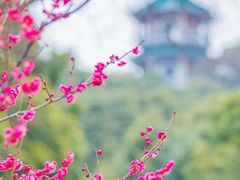 -无锡梅园公园