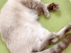 -猫和宫(六道口店)