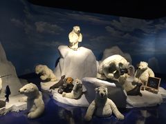 -成都泰迪熊博物馆