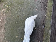 -横道河子东北虎林园